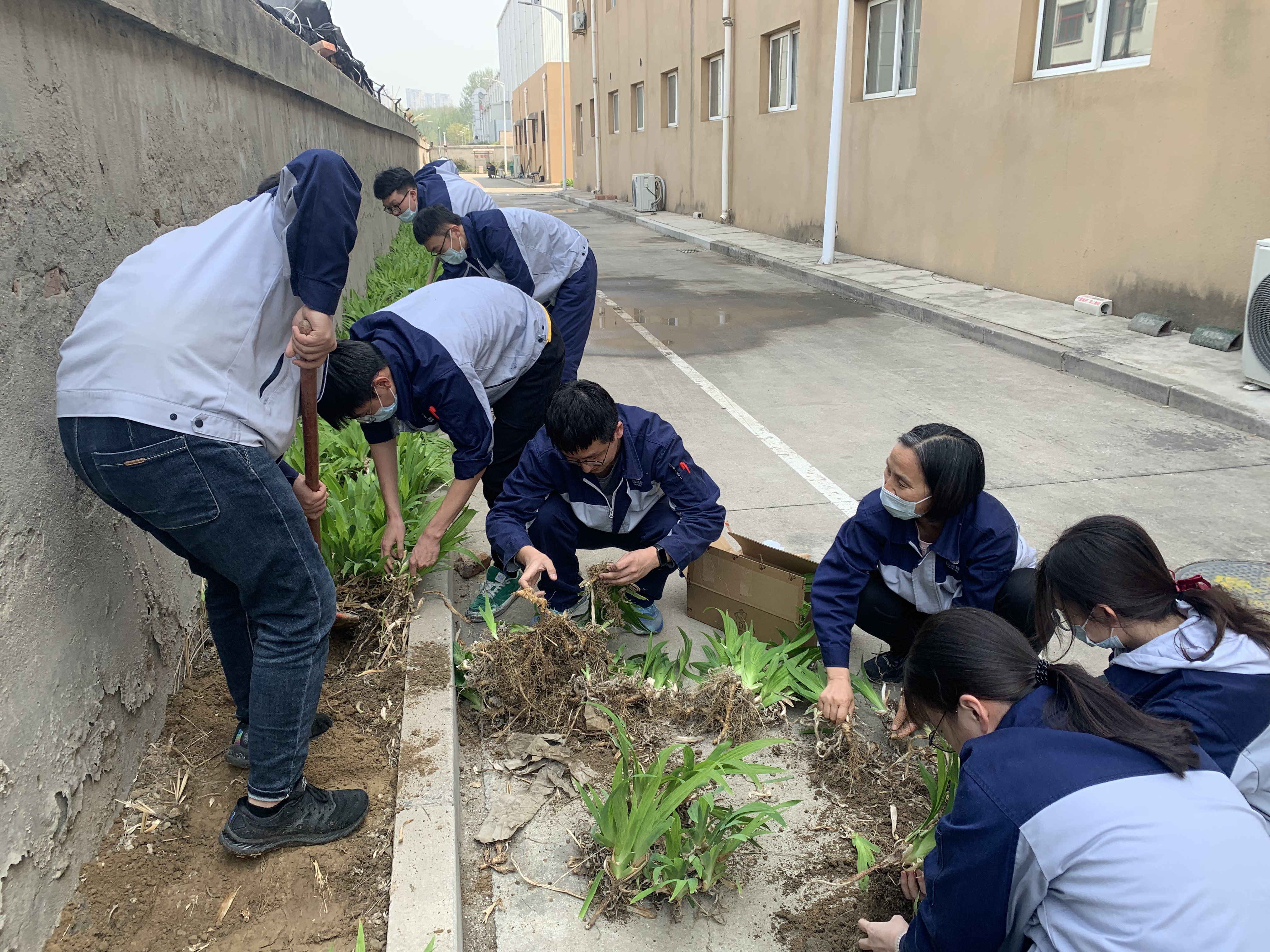 有研国晶辉团支部组织开展园区绿化活动